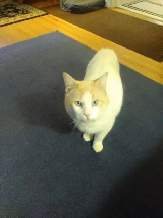 Marshmallow