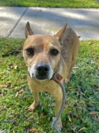 Paco
