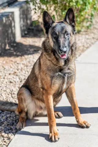 ARCHIE