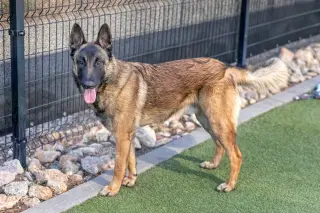 ARCHIE
