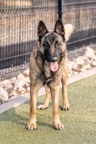 ARCHIE