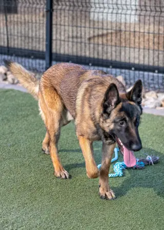 ARCHIE