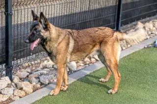 ARCHIE