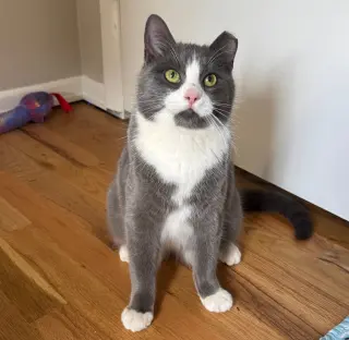 Milano