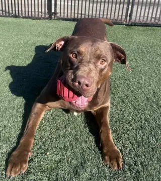 Chopo-$75 Adoption Fee! Diamond Dog!