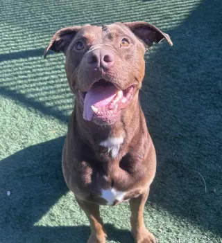Chopo-$75 Adoption Fee! Diamond Dog!