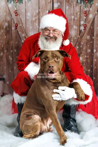 Chopo-$75 Adoption Fee! Diamond Dog!
