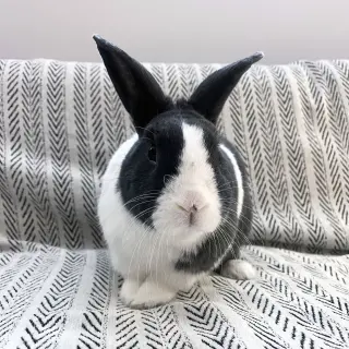 Sal