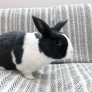 Sal
