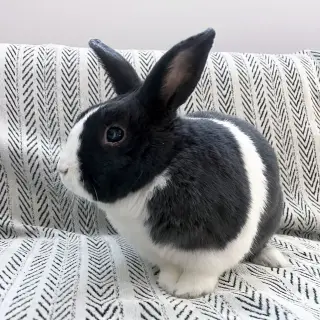 Sal