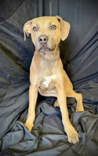 Smooch- Puppy #4 (CoPAC Litter #2/ 2026)