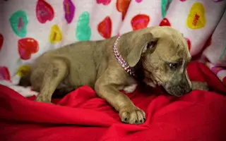 Smooch- Puppy #4 (CoPAC Litter #2/ 2026)
