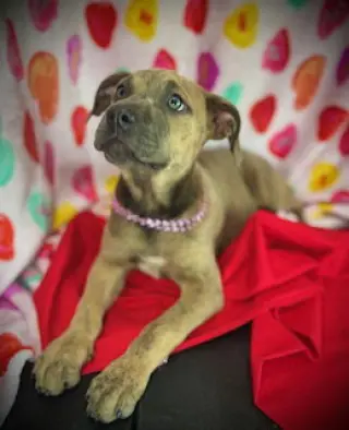 Smooch- Puppy #4 (CoPAC Litter #2/ 2026)