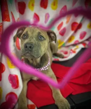 Smooch- Puppy #4 (CoPAC Litter #2/ 2026)