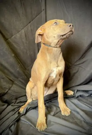 Smooch- Puppy #4 (CoPAC Litter #2/ 2026)