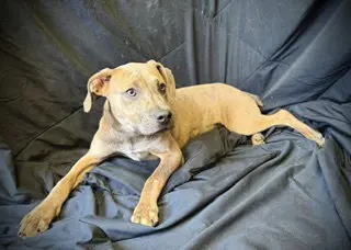 Smooch- Puppy #4 (CoPAC Litter #2/ 2026)