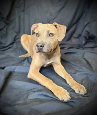 Smooch- Puppy #4 (CoPAC Litter #2/ 2026)