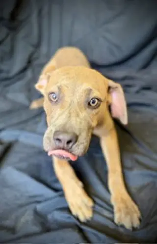 Smooch- Puppy #4 (CoPAC Litter #2/ 2026)