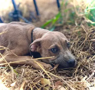 Smooch- Puppy #4 (CoPAC Litter #2/ 2026)