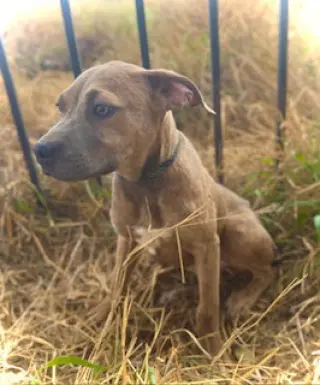 Smooch- Puppy #4 (CoPAC Litter #2/ 2026)