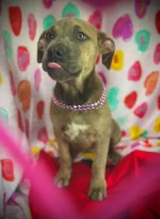 Smooch- Puppy #4 (CoPAC Litter #2/ 2026)