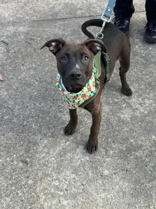 Zeppelin