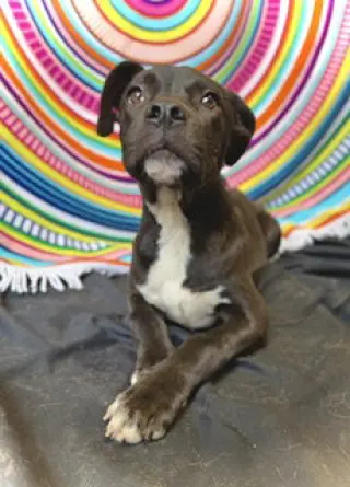 Princeton (Prince)- Puppy #2 (OS #1/2026)