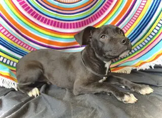 Princeton (Prince)- Puppy #2 (OS #1/2026)