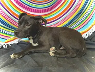 Princeton (Prince)- Puppy #2 (OS #1/2026)