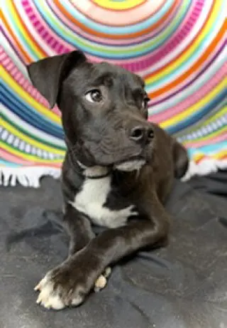 Princeton (Prince)- Puppy #2 (OS #1/2026)