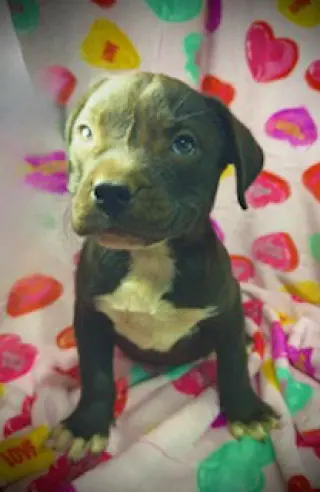 Princeton (Prince)- Puppy #2 (OS #1/2026)