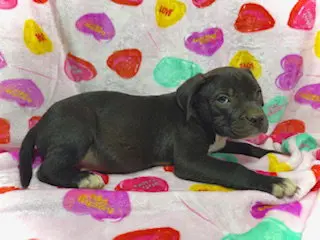 Princeton (Prince)- Puppy #2 (OS #1/2026)