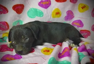 Princeton (Prince)- Puppy #2 (OS #1/2026)