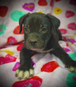 Princeton (Prince)- Puppy #2 (OS #1/2026)