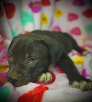 Princeton (Prince)- Puppy #2 (OS #1/2026)