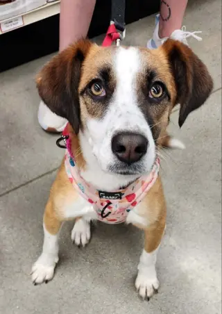 Jingle *Adoption Pending*