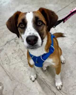 Jingle *Adoption Pending*