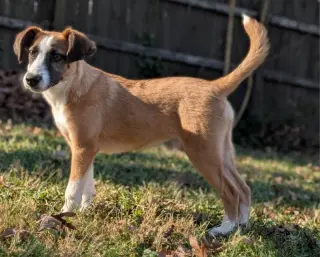 Jingle *Adoption Pending*
