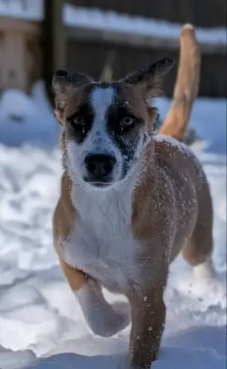 Jingle *Adoption Pending*