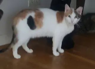 Julieta