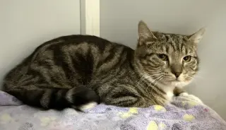 Gracie