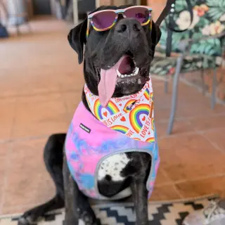 Toodles