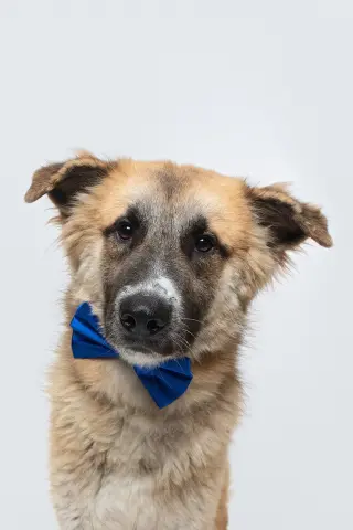 Biscuit (Chip)