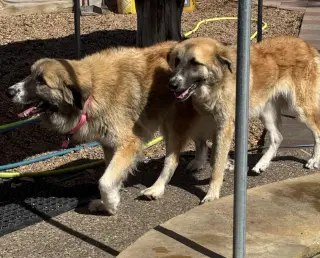 Biscuit (Chip)