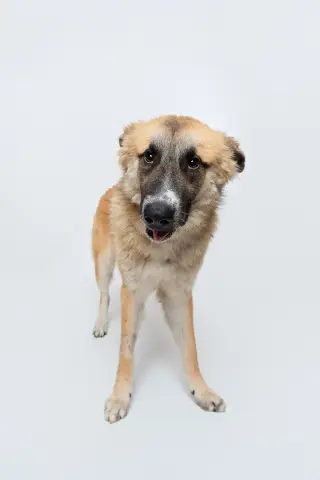 Biscuit (Chip)