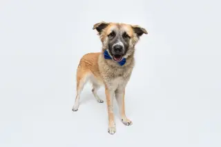 Biscuit (Chip)