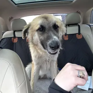 Biscuit (Chip)