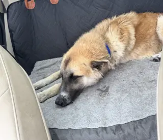 Biscuit (Chip)