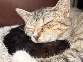 Darla