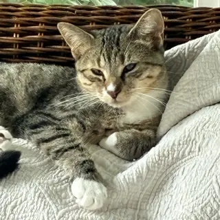 Darla